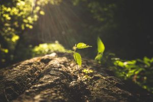 développement durable entreprise